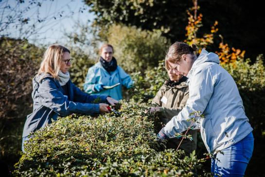 Leerkrachten snoeien een haag